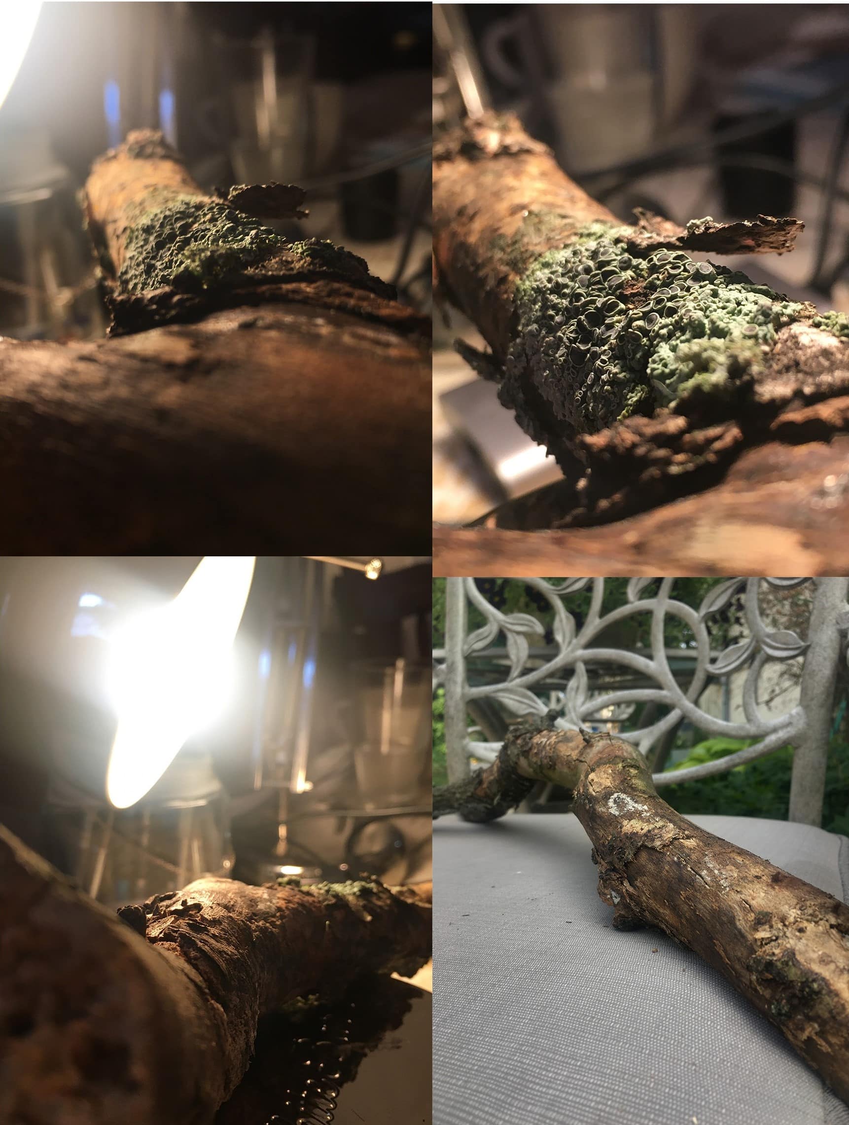 photos of a mossy branch