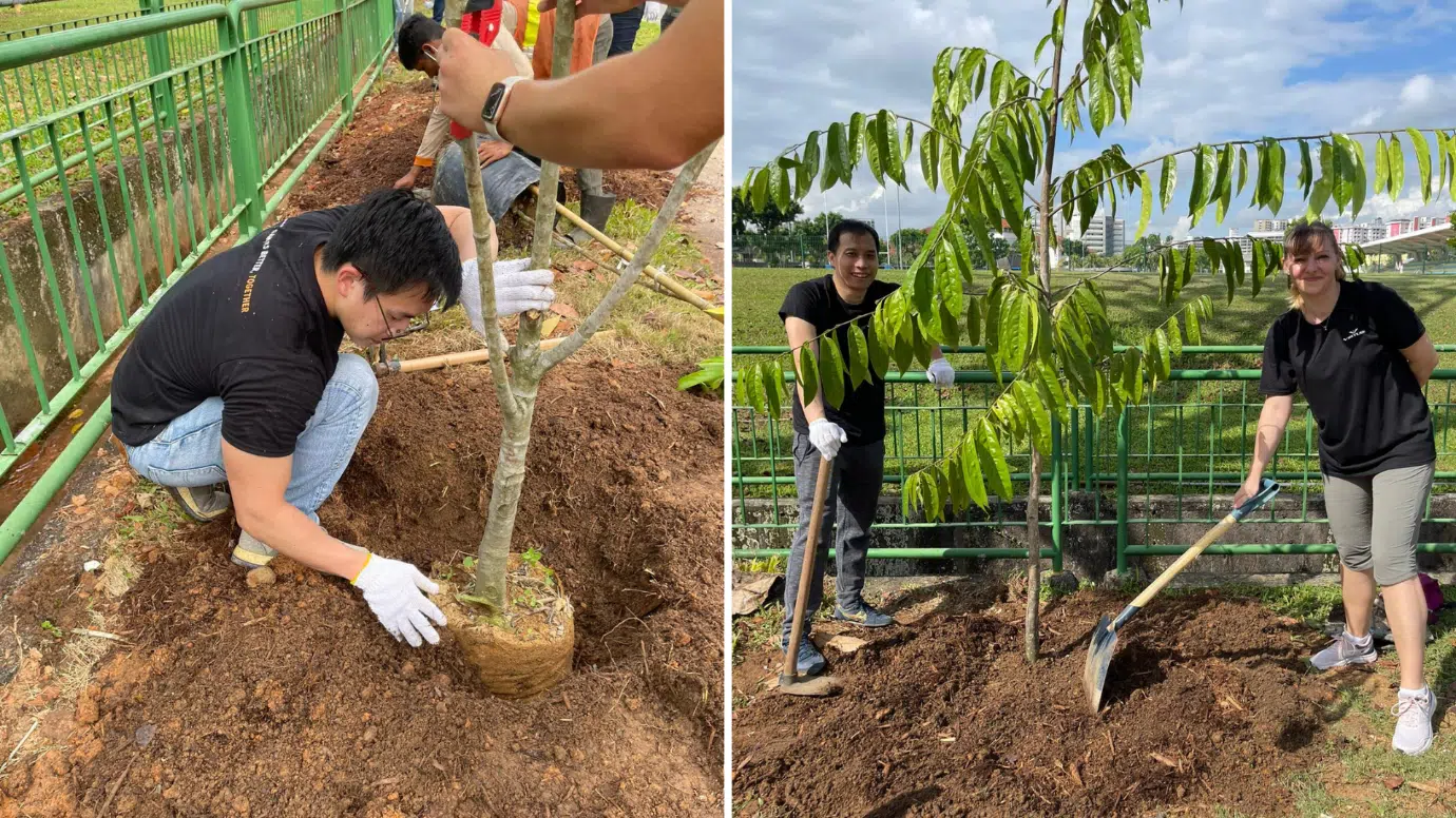 Each of us planted a tree along the roads of Singapore